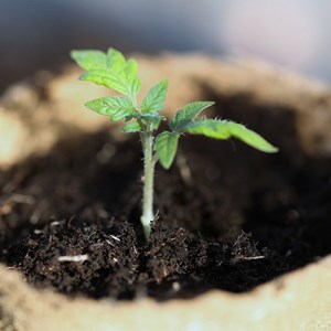 Tomate evergreen bio