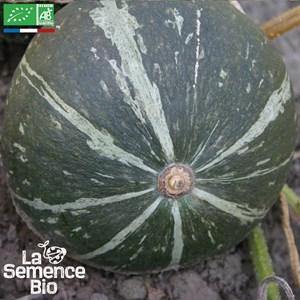 Potimarron green hokkaïdo bio