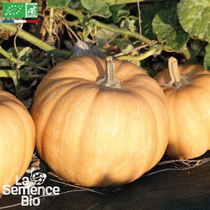 Courge carat bio