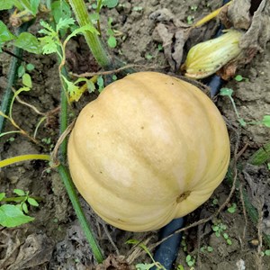 Courge carat bio