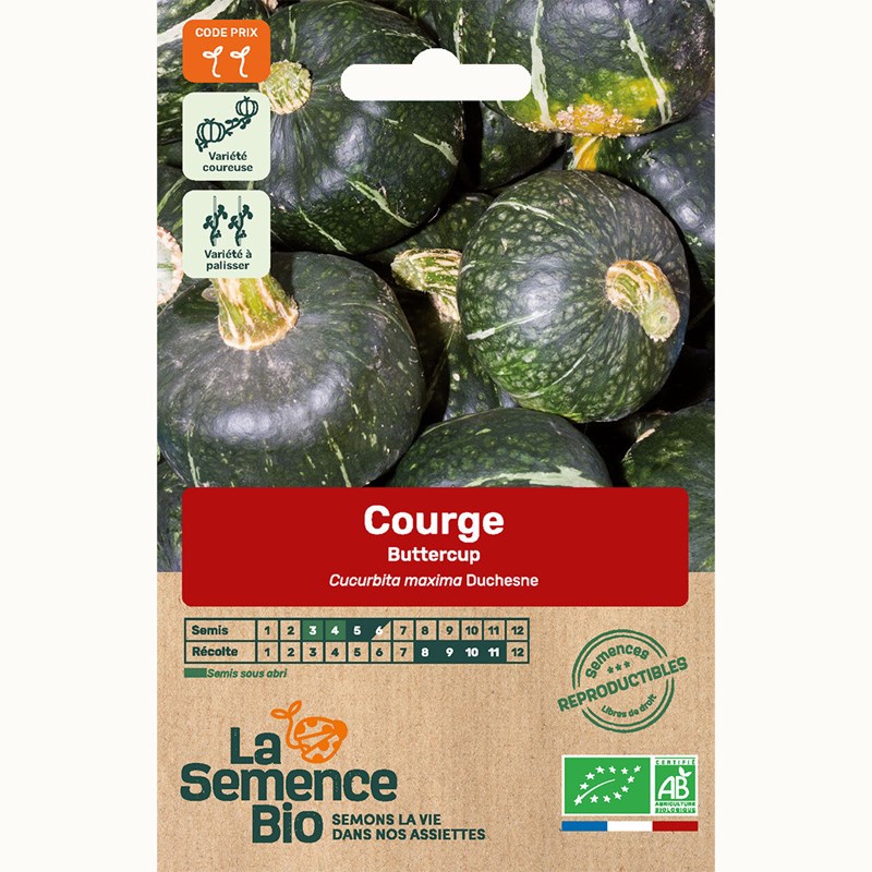 Courge buttercup bio