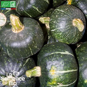 Courge buttercup bio