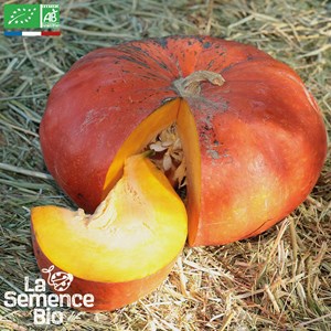 Courge rouge vif d'etampes bio