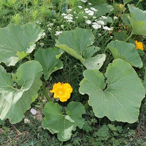 Courge rouge vif d'etampes bio