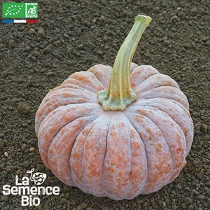 Courge futsu black bio
