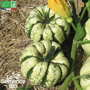 Courge sweet dumpling patidou bio