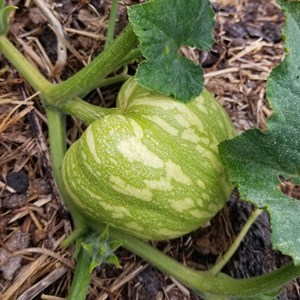 Courge sweet dumpling patidou bio