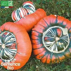 Courge giraumon turban bio
