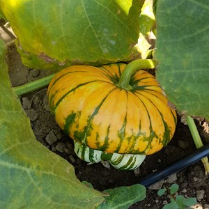 Courge giraumon turban bio