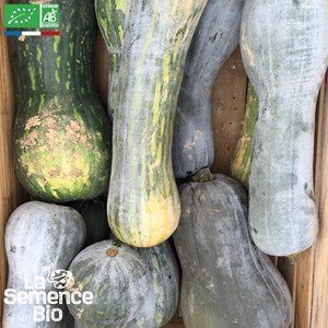 Courge langer von neaple bio