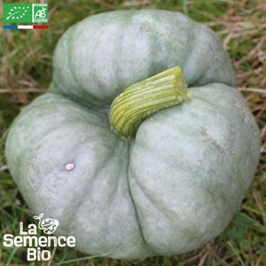 Courge potiron tristar bio