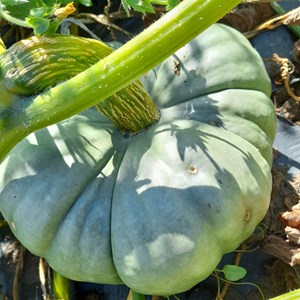 Courge potiron tristar bio