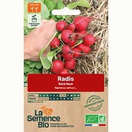 Radis raxe bio