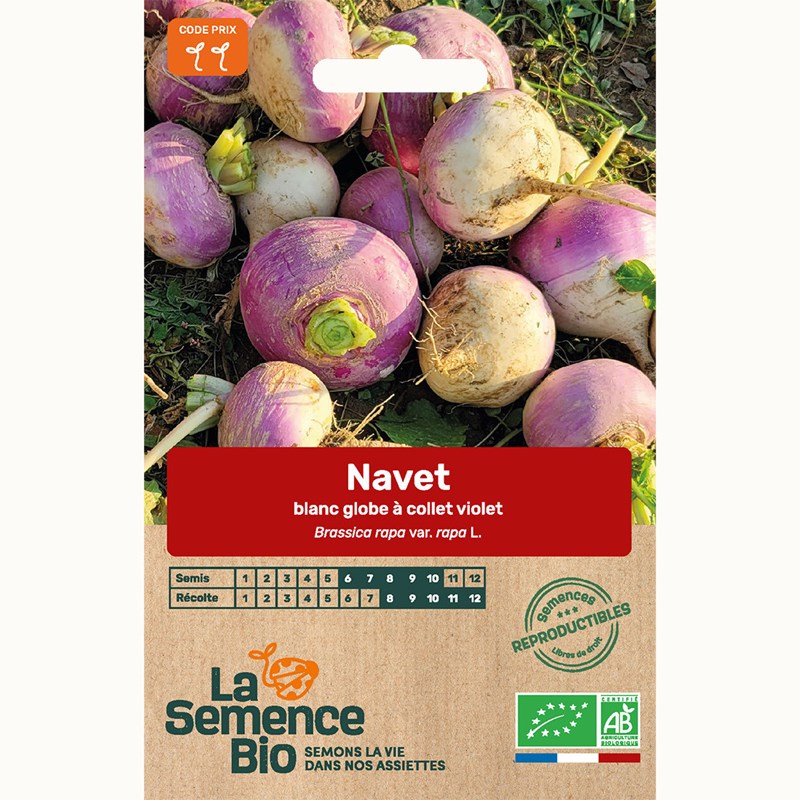 Navet blanc globe à collet violet bio
