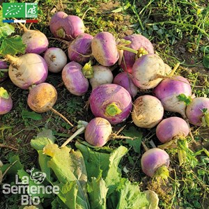 Navet blanc globe à collet violet bio