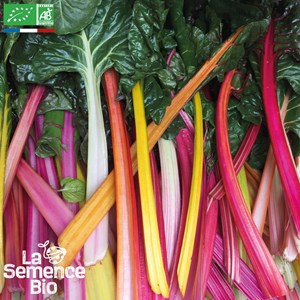 Blette cardes en mélange bio