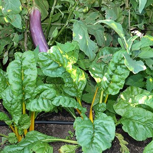 Blette cardes en mélange bio