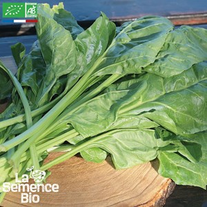 Blette liscia verde da taglio bio