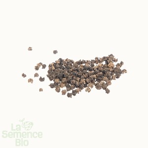 Blette liscia verde da taglio bio