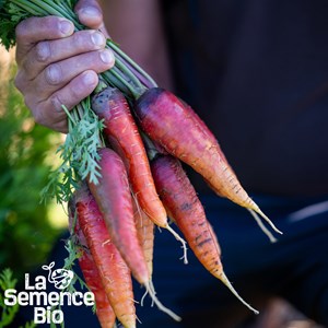 Carotte rouge sang bio