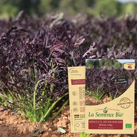 Mesclun jeune pousse mizuna rouge bio