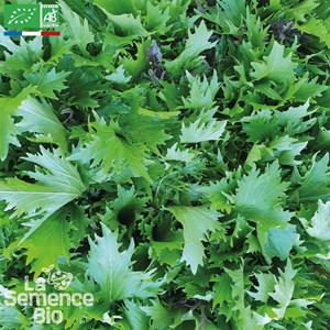 Mesclun jeune pousse mizuna bio