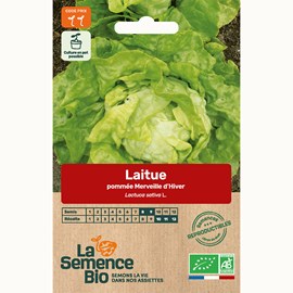Laitue pommée merveille d'hiver bio