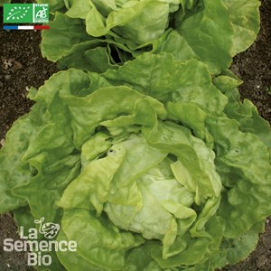 Laitue pommée merveille d'hiver bio