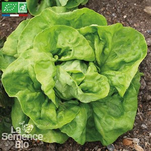 Laitue pommée kagraner sommer 2 bio