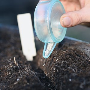 Laitue pommée kagraner sommer 2 bio