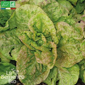 Laitue romaine grasse de morges bio