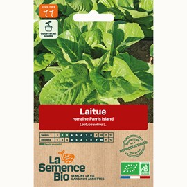 Laitue romaine parris island bio