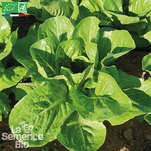 Laitue romaine parris island bio