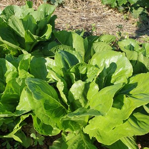 Laitue romaine parris island bio