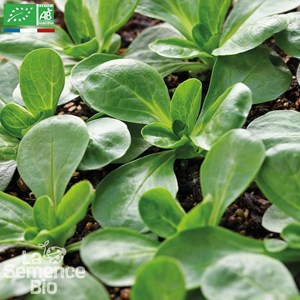 Mâche verte à cœur plein 2 bio