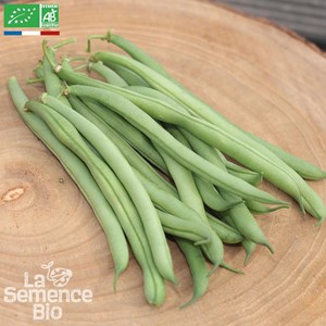 Haricot vert nain rugally bio