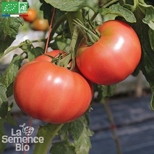 Tomate 1884 bio
