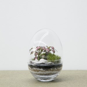 Terrarium jurassic lab medium