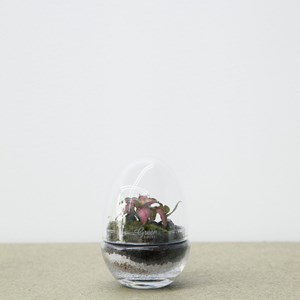 Terrarium jurassic lab small