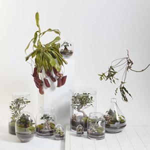 Terrarium jurassic lab small
