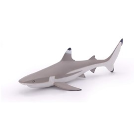 Requin à pointes noires