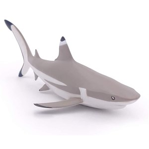 Requin à pointes noires