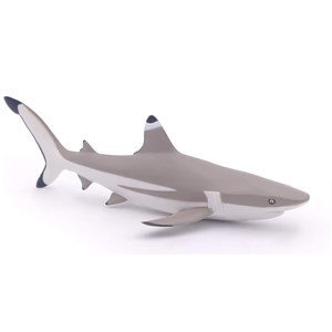 Requin à pointes noires