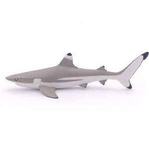 Requin à pointes noires