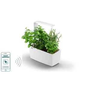 Potager connecte t6 blanc - 6 plantes