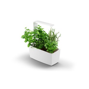Potager connecte t6 blanc - 6 plantes