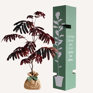 Arbre a soie pourpre idée cadeau