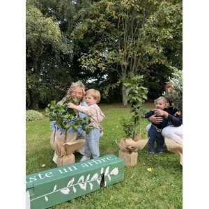 Arbre a soie pourpre idée cadeau