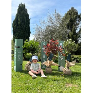 Arbre a soie pourpre idée cadeau