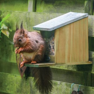 Mangeoire pour écureuils